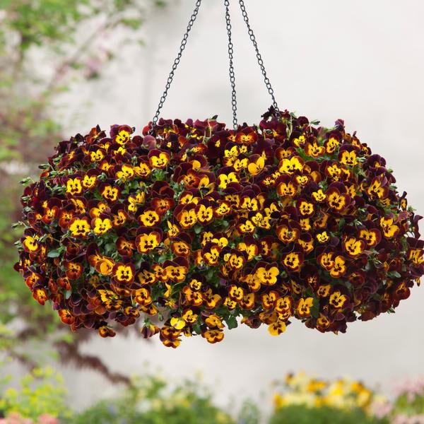 Fire Cool Wave, (F1) Viola Seeds | Urban Farmer